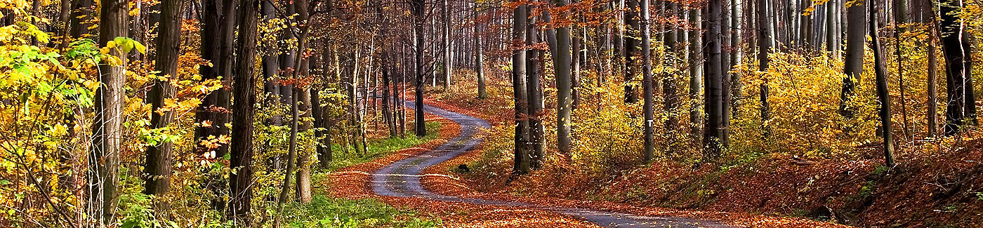 Practicalities . Silver Gallery - Leafy Path